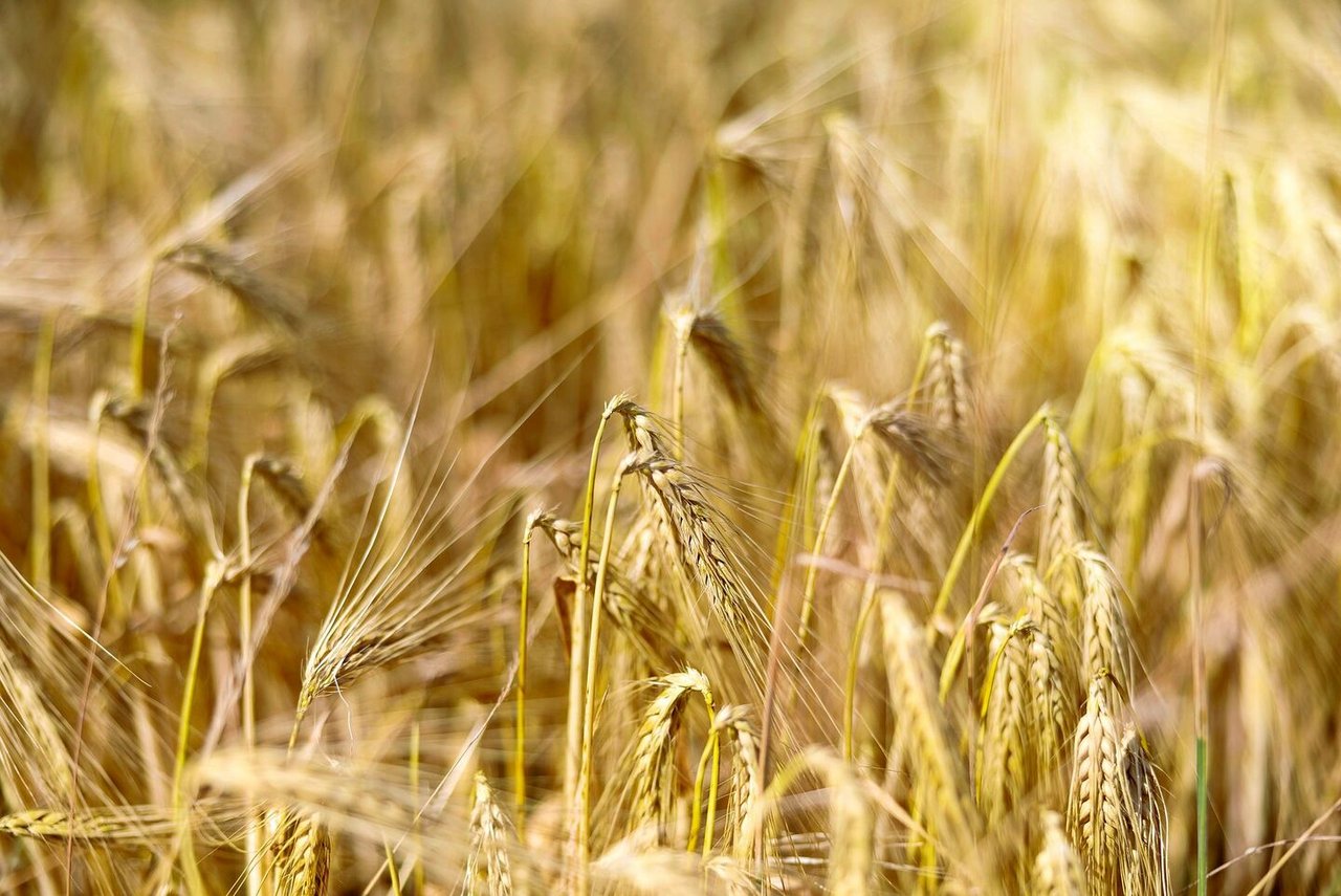 Diese Gerste ist perfekt zum Dreschen.