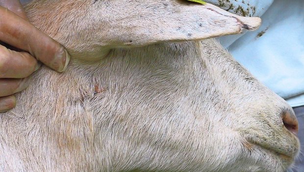 Narben in der Nähe der Lymphknoten deuten auf Pseudotuberkulose hin. Eine Blutuntersuchung schafft Klarheit.