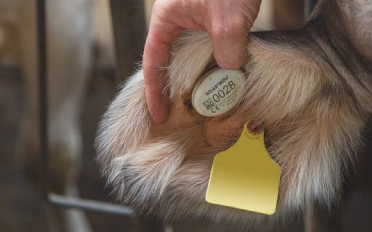 Eine hand hebt das Kuh-Ohr an und die digitale Ohr-Marke ist zu erkennen.