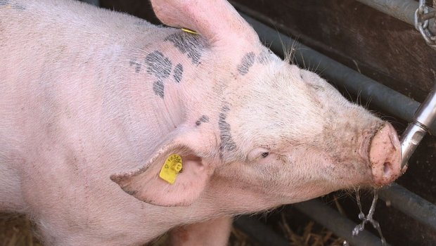 Ein Schwein trinkt bei einem Tränkenippel.