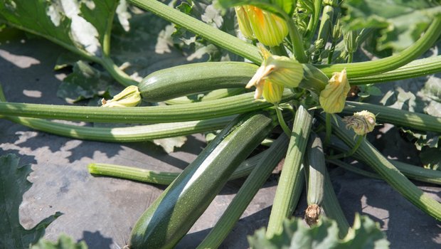 Zucchetti haben es gerne warm. Sie profitieren von der Wärme,  die unter der Mulchfolie im Boden gespeichert bleibt. Bild: David Eppenberger