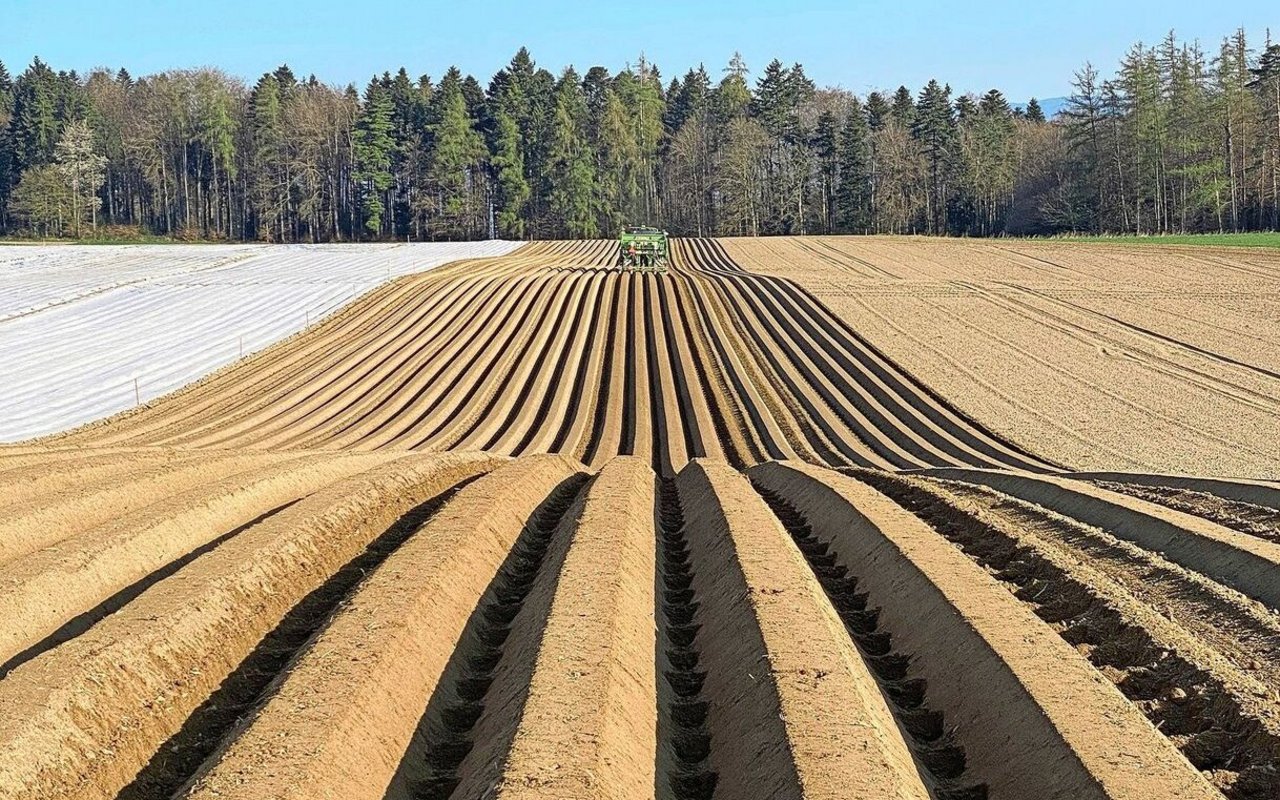 Die Kartoffeln konnten diesen Frühling durchgehend bei guten Bedingungen gepflanzt werden.