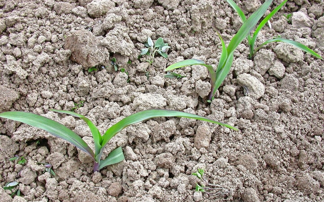 Beim Hacken wird das Unkraut ausgerissen, verschüttet und zugedeckt.