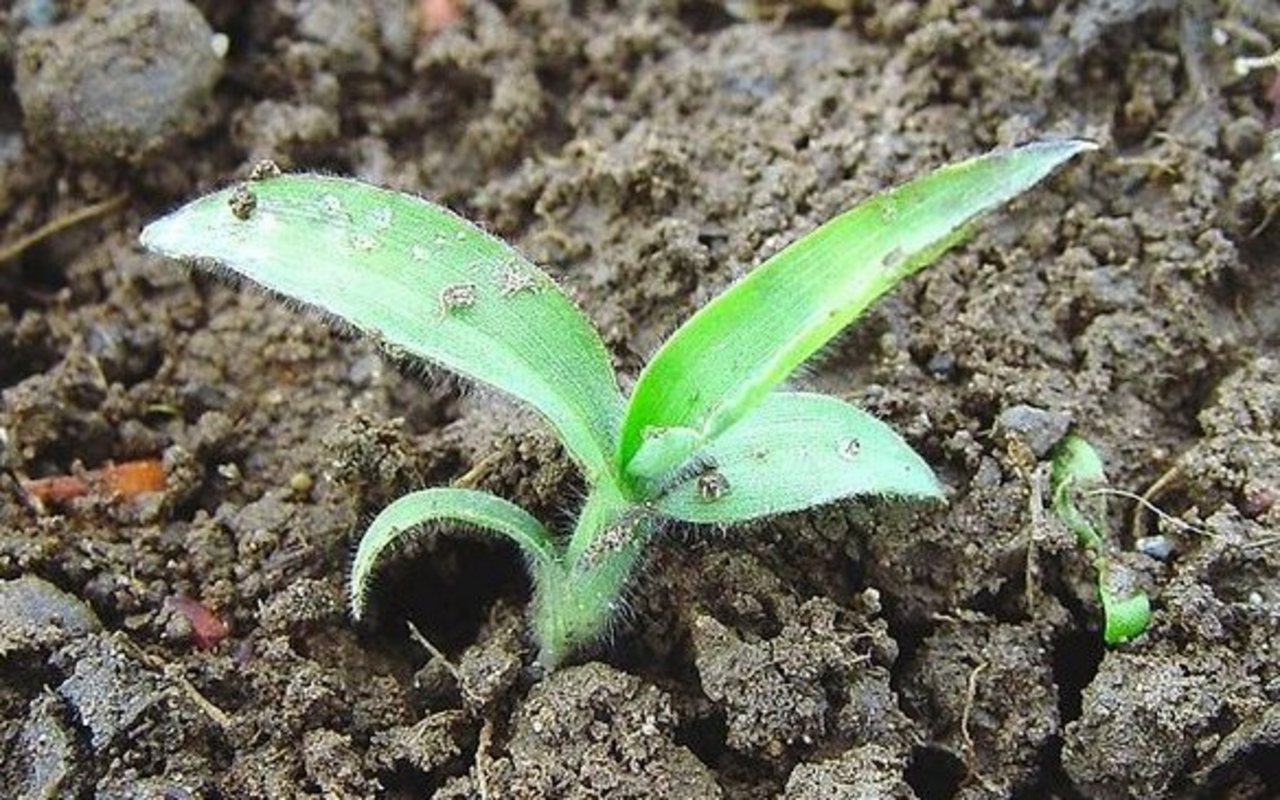 Blutfingerhirse im Keimblattstadium ähnelt der Hühnerhirse.
