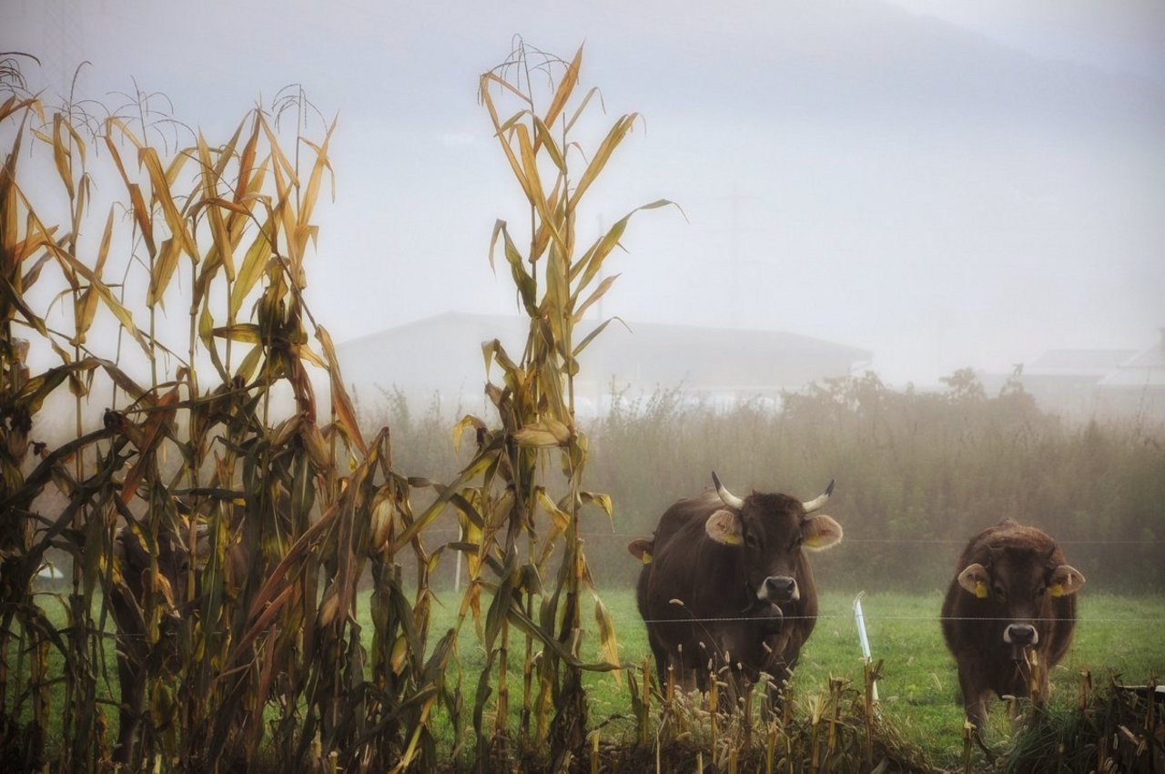 Bei Elektrozäunen ist oft die ungenügende Erdung der Grund für eine Fehlfunktion. Eine gute Erdung braucht genügend Bodenkontakt. Bild: Adobe Stock