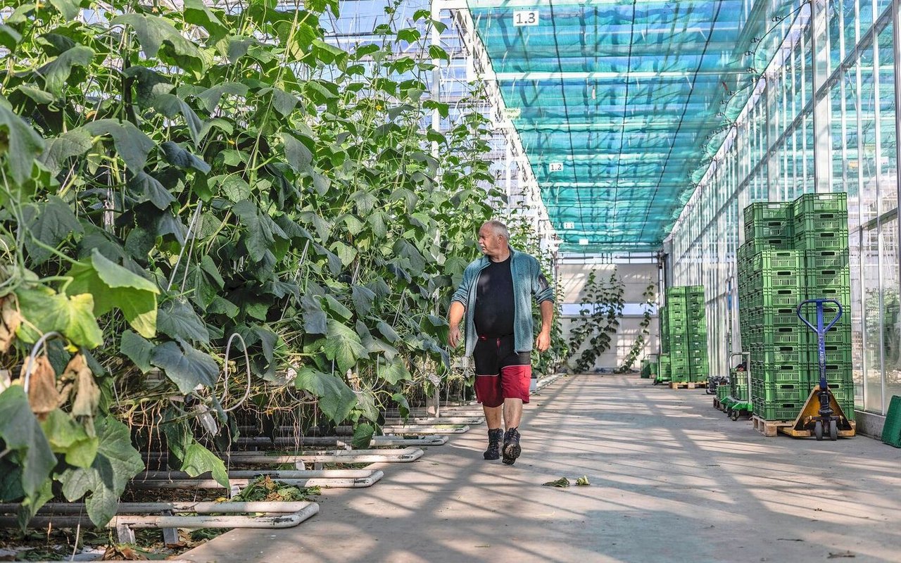 Thomas Wyssa hatte bei den Bohnen einen Ertragsausfall von 25 bis 30 Prozent. Der Schädling war auch in seinen Gewächshäusern; der Schaden dort hielt sich im Vergleich zu den Bohnen aber in Grenzen. 
