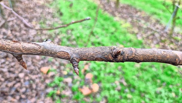 Befallener Trieb mit Birnenschorf. Der befallene Trieb sollte abgeschnitten und aus der Anlage entfernt werden.