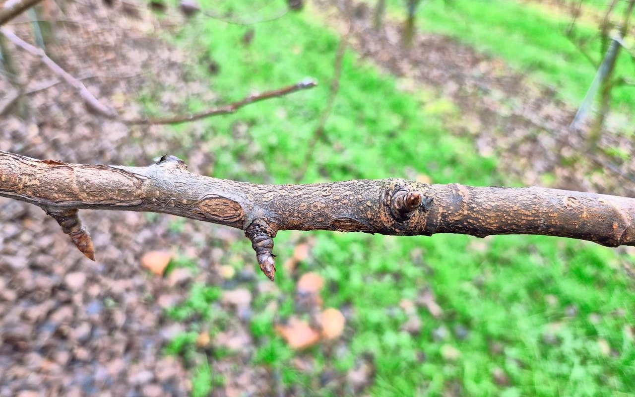 Befallener Trieb mit Birnenschorf. Der befallene Trieb sollte abgeschnitten und aus der Anlage entfernt werden.