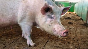 Klauengesundheit bei Sauen Eine Galtsau steht im Stall auf dem Spaltenboden.