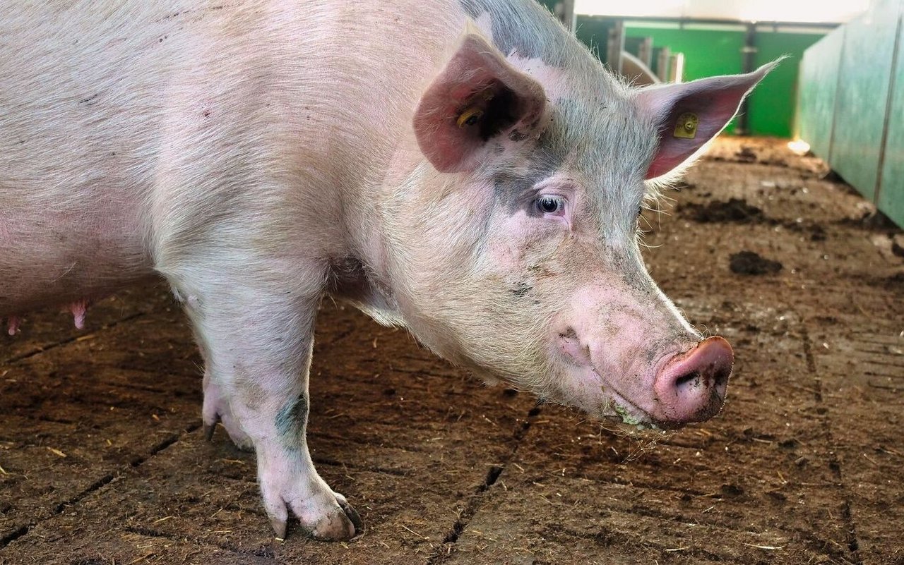 Eine Galtsau steht im Stall auf dem Spaltenboden.