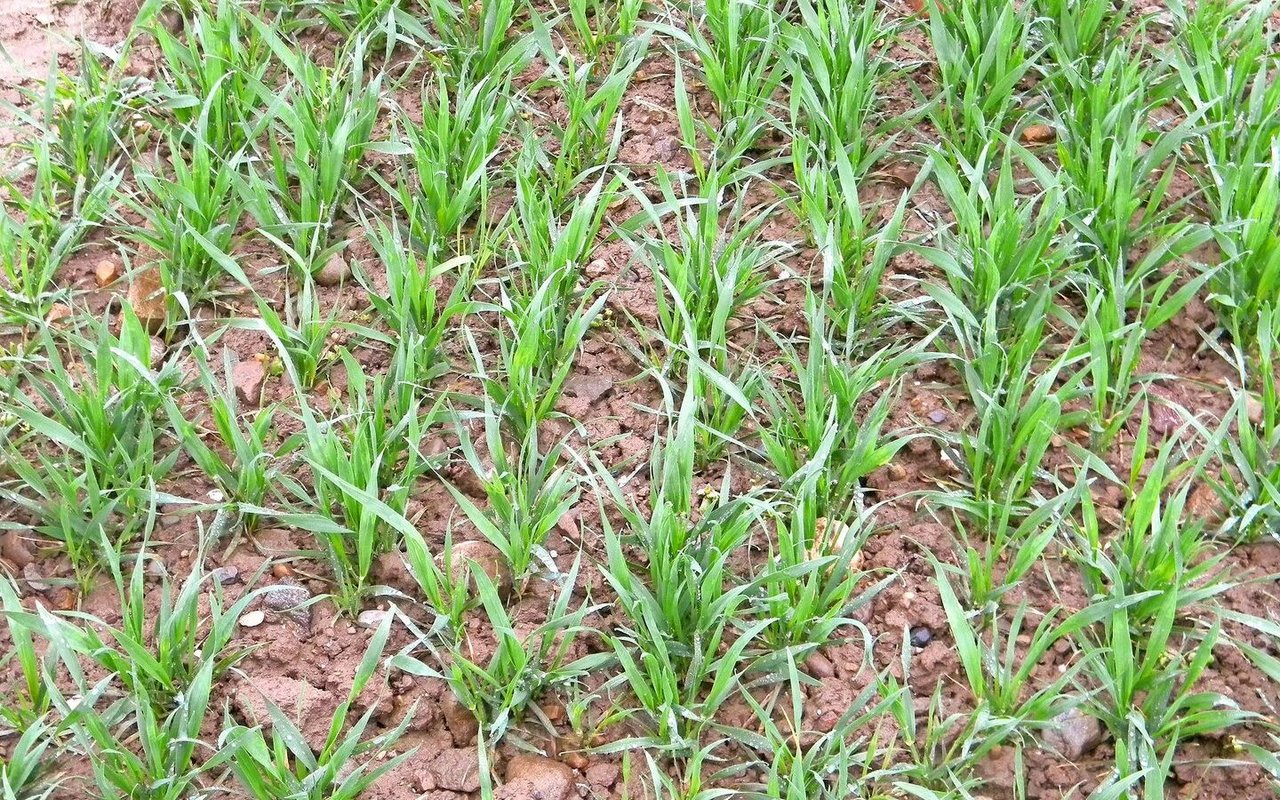 Mit der Blattanalyse können Nährstoffmängel aufgedeckt werden, noch bevor sie äusserlich sichtbar sind.Bild: Strickhof