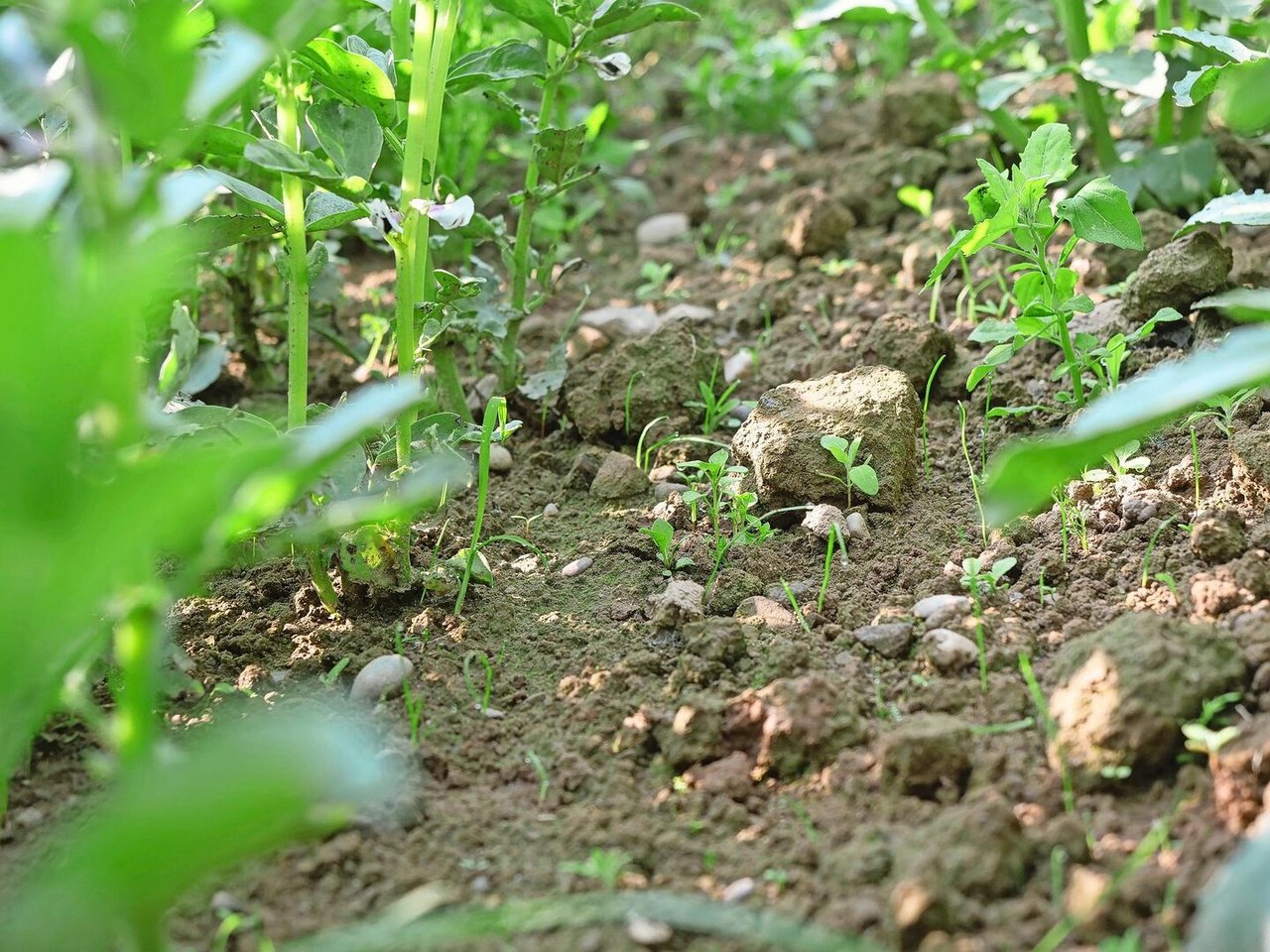 Das ungestriegelte Feld, elf Tage nach der Saat. Da nicht gestriegelt wurde, müssen sich Gräser und Klee gegen das Beikraut behaupten.
