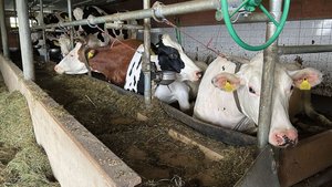 Anbindehaltung Milchkuh Kühe liegen an ihrem Anbindeplatz.