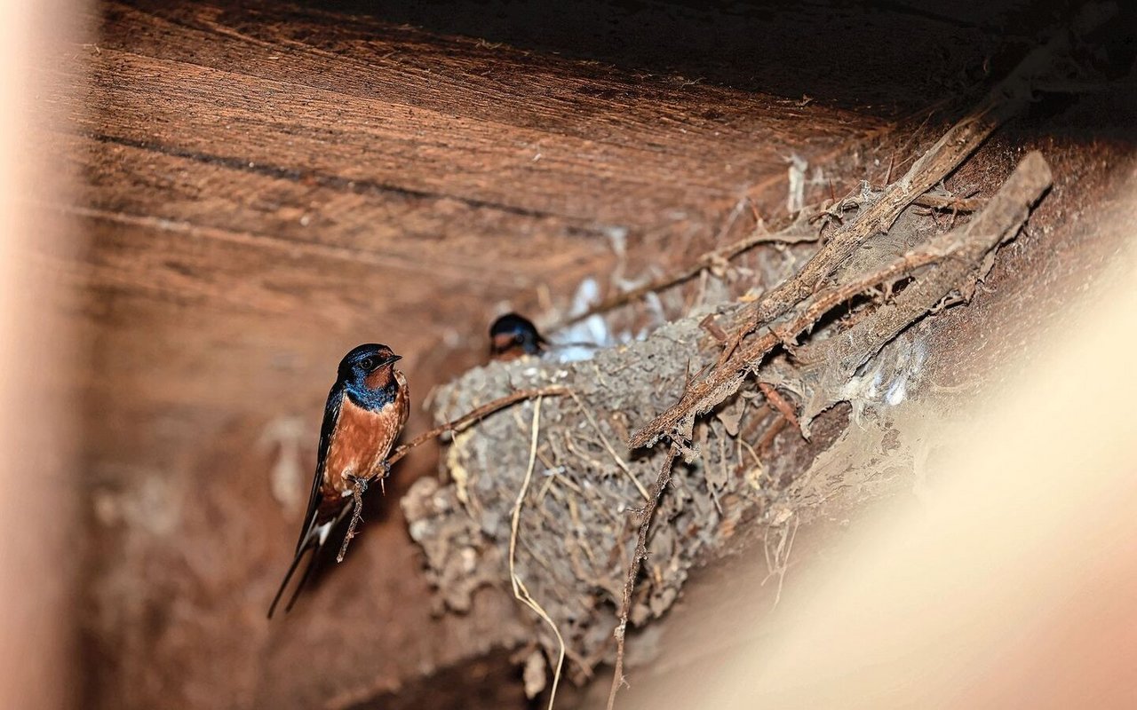 Eine Schwalbe sitzt vor ihrem Nest im Stall.