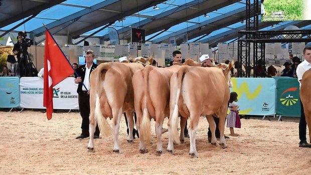 Der nationale Wettbewerb der Rasse Simmental vom 8. Oktober 2025 ist eines der Highlights am diesjährigen Sommet de l’élevage.