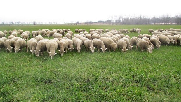 Merino-Fleischschafe weiden im ostdeutschen Bundesland Brandenburg auf dem Winterweizen.