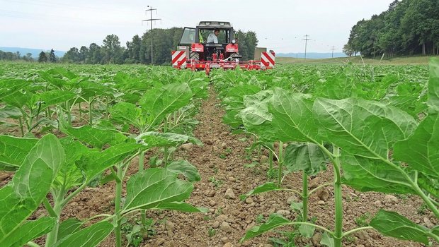 Die Unkrautregulierung in Sonnenblumen kann dank weiten Reihenabständen auch mechanisch erfolgen.Bild: Landwirtschaftliches Zentrum Liebegg