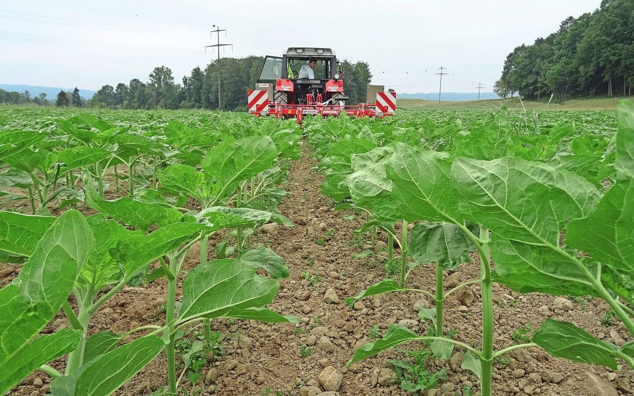 Die Unkrautregulierung in Sonnenblumen kann dank weiten Reihenabständen auch mechanisch erfolgen.Bild: Landwirtschaftliches Zentrum Liebegg