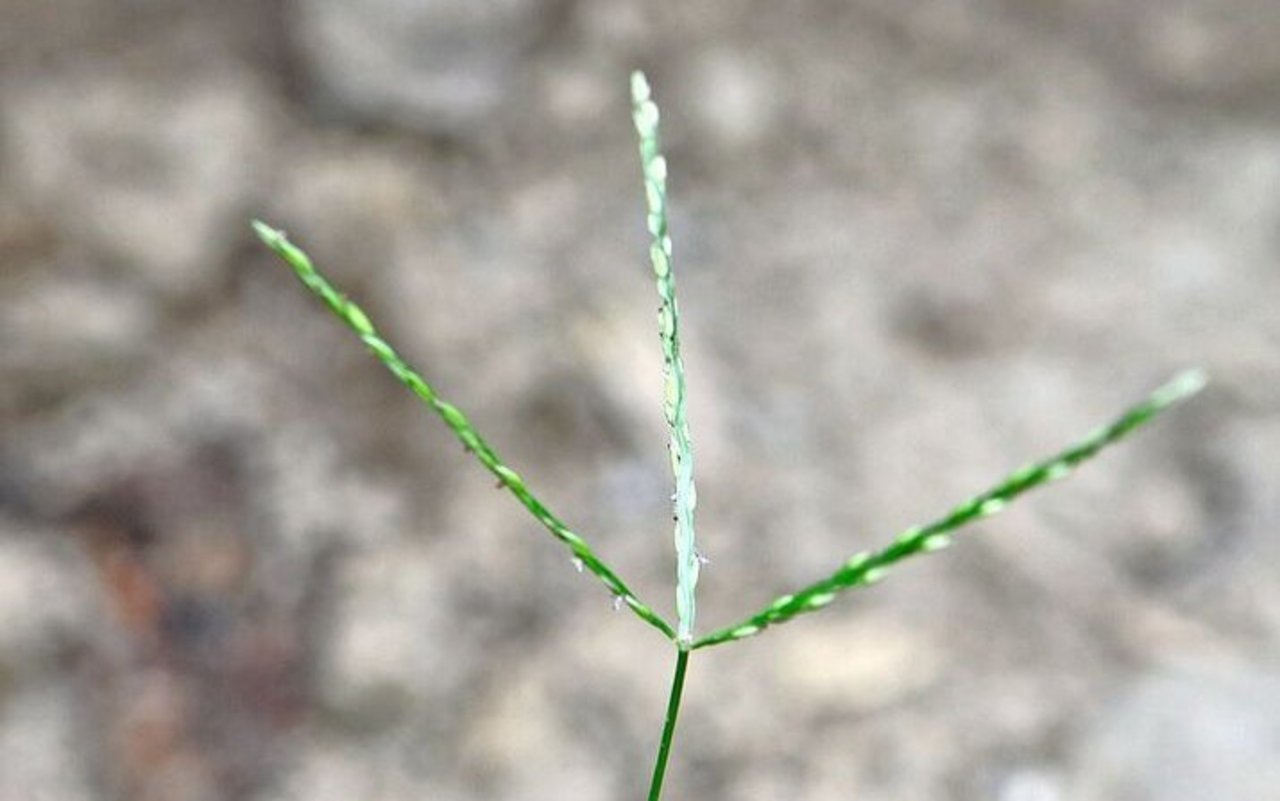 Charakteristisch sind die fingerartigen Samenständer.