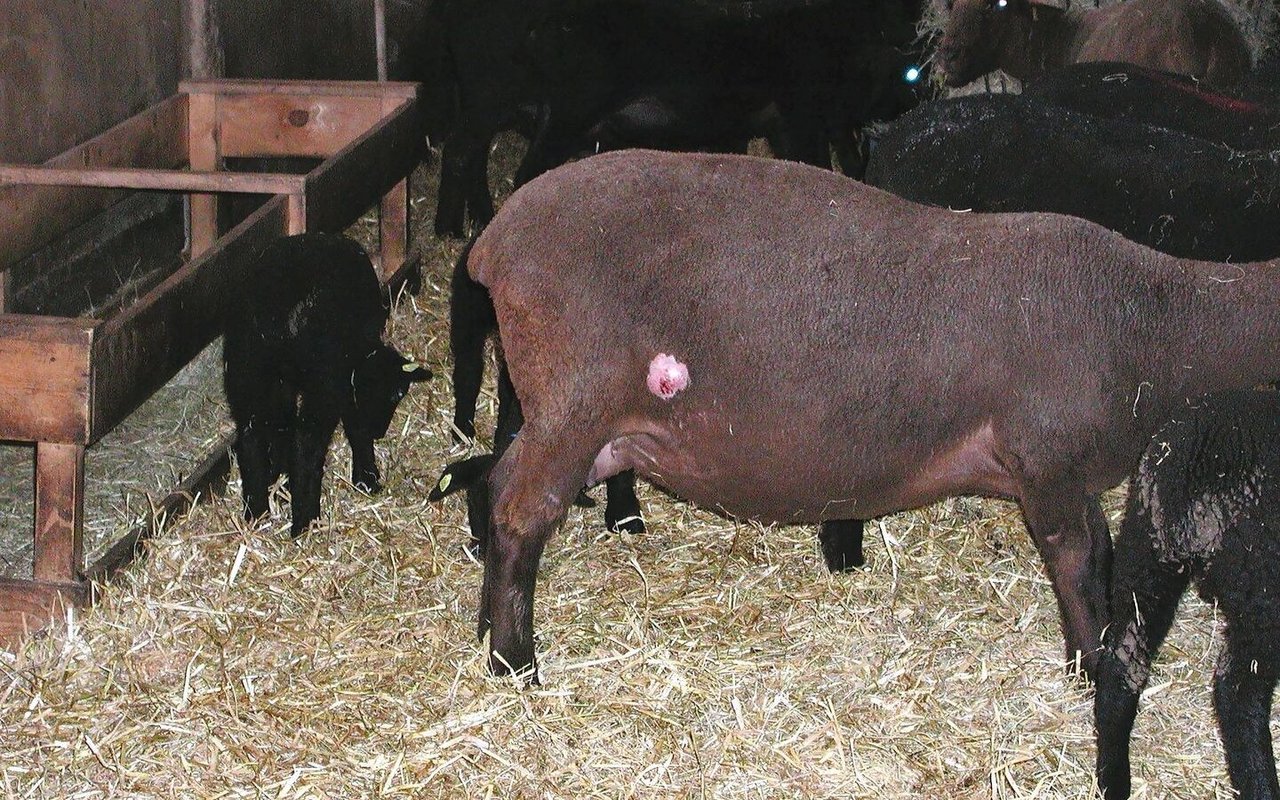 Dieses Schaf hat einen Abszess am Kniefaltenlymphknoten. Um die anderen Tiere der Herde zu schützen, sollte es umgehend separiert werden, damit der Eiter nicht im Stall verteilt wird, wenn sich der Abszess von selber öffnet und entleert.