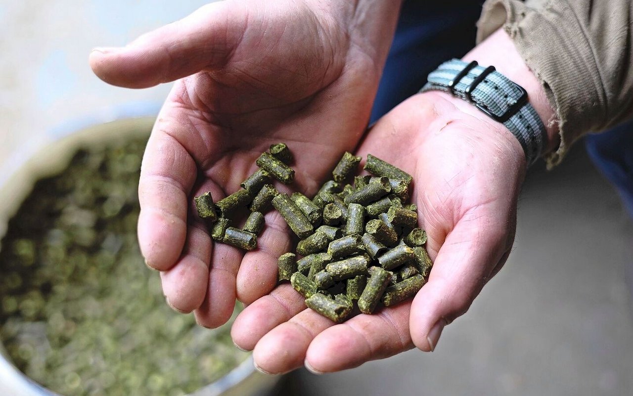 Nur wenn die Grasqualität stimmt, lohnt sich die Investition in Trockengrünpellets. 