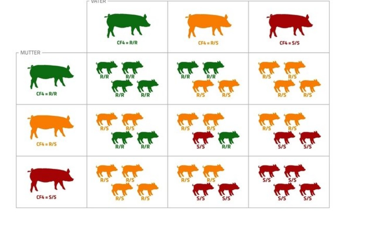 Im Coli-F4-Vererbungsschema ist der Anteil resistenter und empfindlicher Ferkel pro Wurf abgebildet. Nur Tiere in Grün dargestellt zeigen keine Durchfallsymptomatik, sind also resistent.