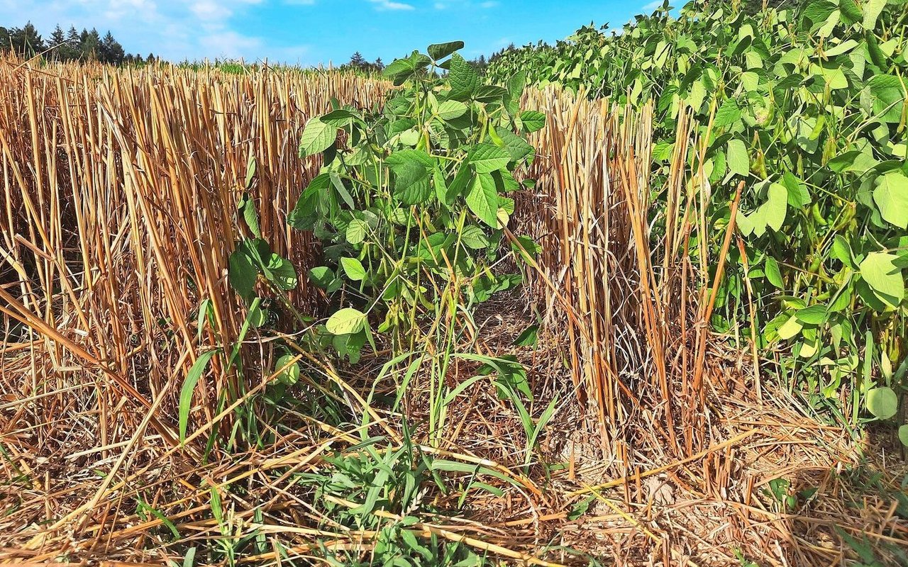 Rechts ist ein Soja-Reinbestand zu sehen, daneben Soja und gedroschener Weizen von den HAFL-Feldversuchen.