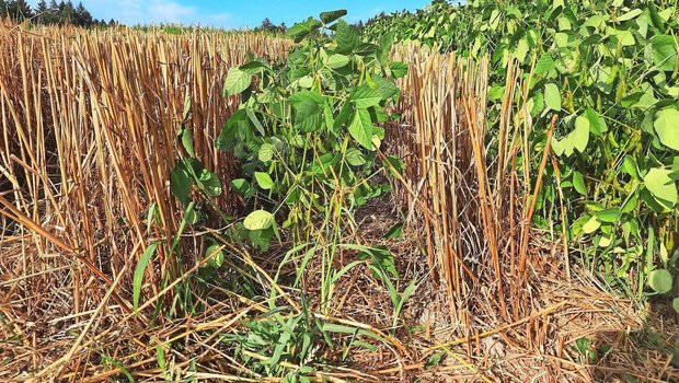 Rechts ist ein Soja-Reinbestand zu sehen, daneben Soja und gedroschener Weizen von den HAFL-Feldversuchen.