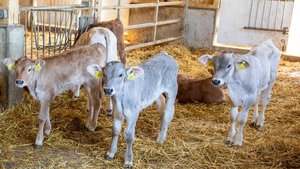 Antibiotika-Einsatz in der Kälbermast Eine Gruppe Mastkälber steht in der Tiefstreu-Box.