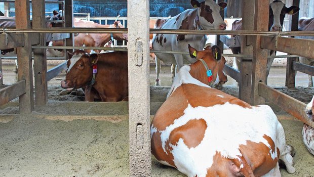 In den Boxen werden die Strohpellets durch Druck und Feuchtigkeit schnell zu einer weichen Oberfläche, auf der die Kühe gerne liegen. 