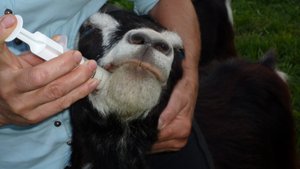 Entwurmung von Schafen und Ziegen Einer Ziege wird mit der Spritze Entwurmungsmittel verabreicht.