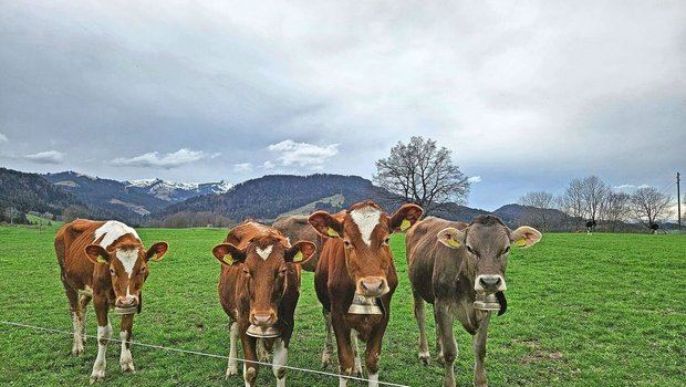 Ein zentrales Anliegen der Agrarpolitik 2030+ ist das Tierwohl. Das Projekt befindet sich in der Konkretisierungsphase.Bild: zVg