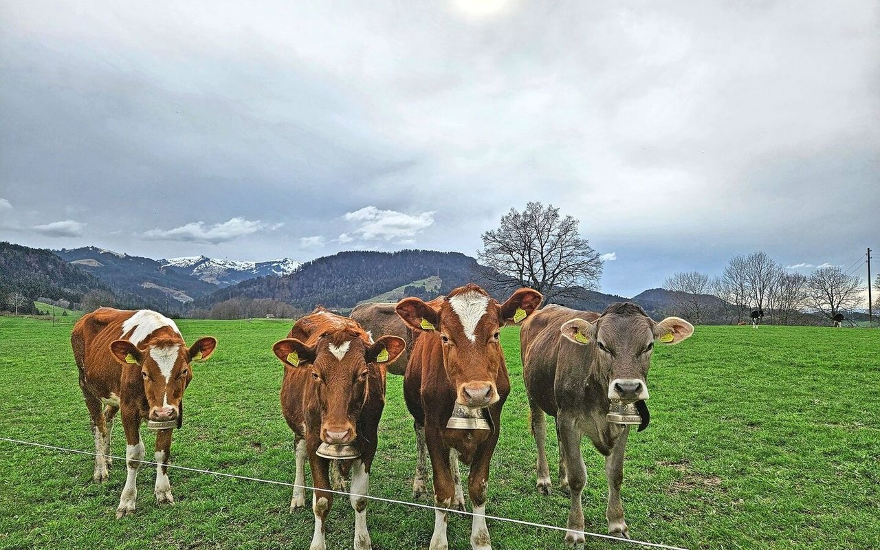Ein zentrales Anliegen der Agrarpolitik 2030+ ist das Tierwohl. Das Projekt befindet sich in der Konkretisierungsphase.Bild: zVg