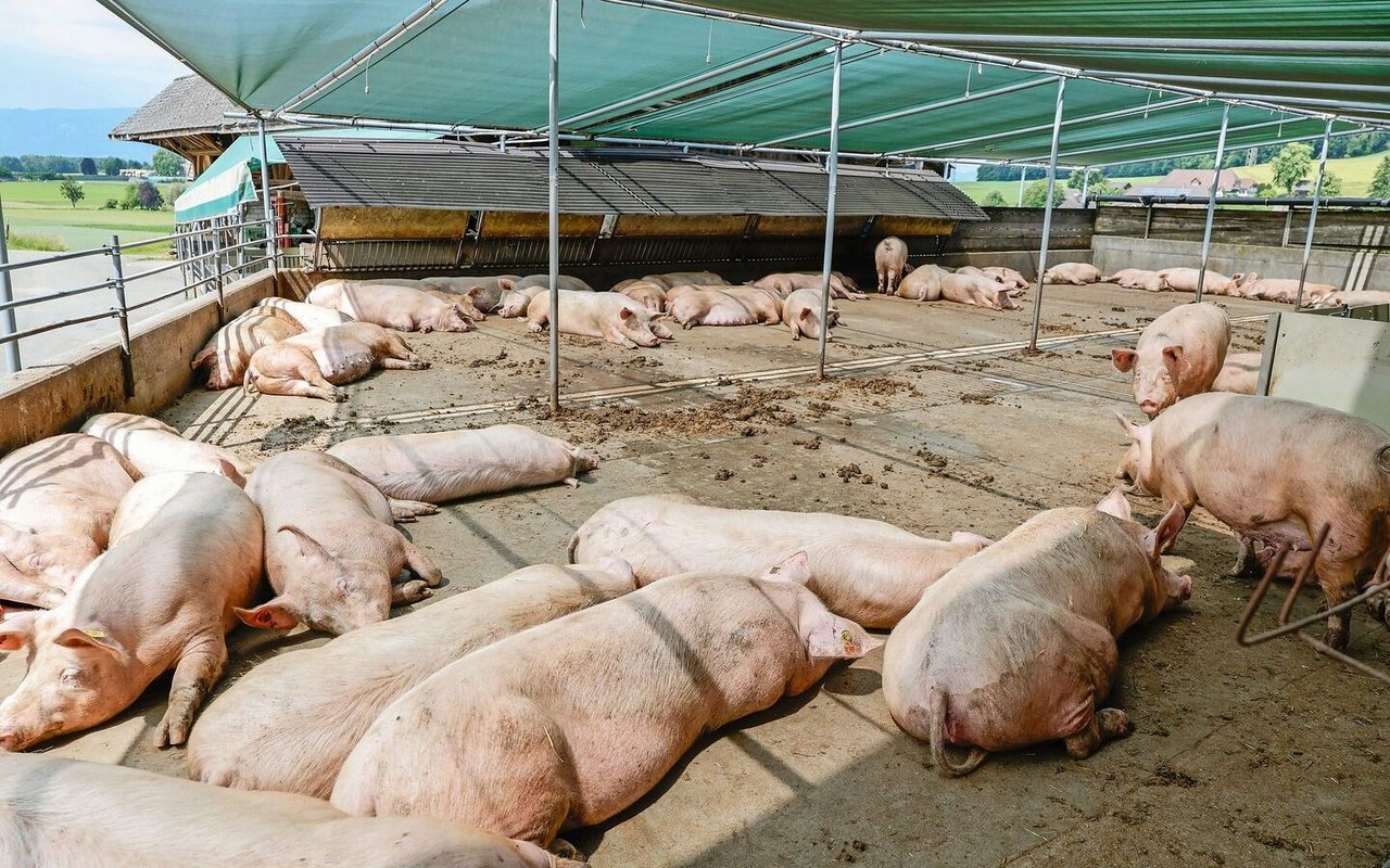 Auf dem Betrieb der Familie Wyss werden bereits in der dritten Generation Mutterschweine gehalten. 