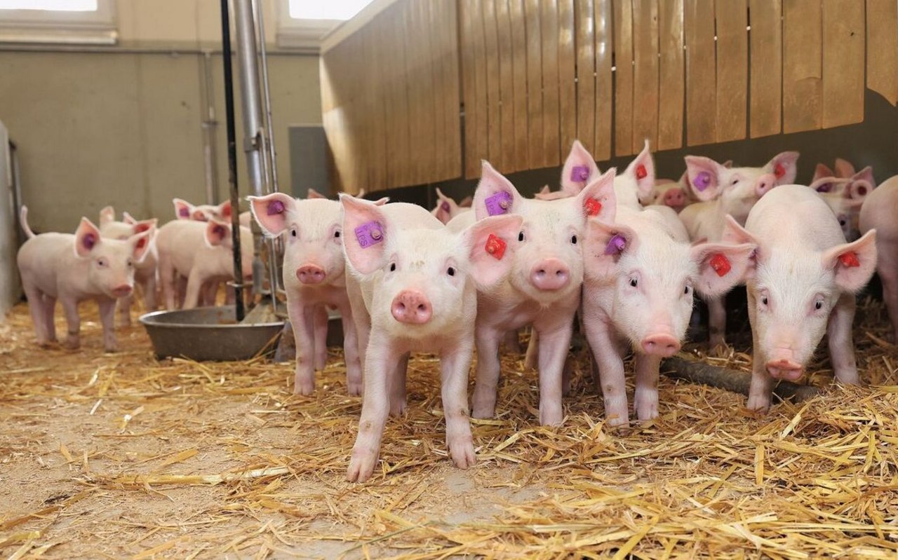 Das Jagerpreismodell schaut nach vorne: Es wird versucht, für die Jager von heute einen Preis zu setzen, welcher der Marktsituation in 15 Wochen gerecht sein wird.