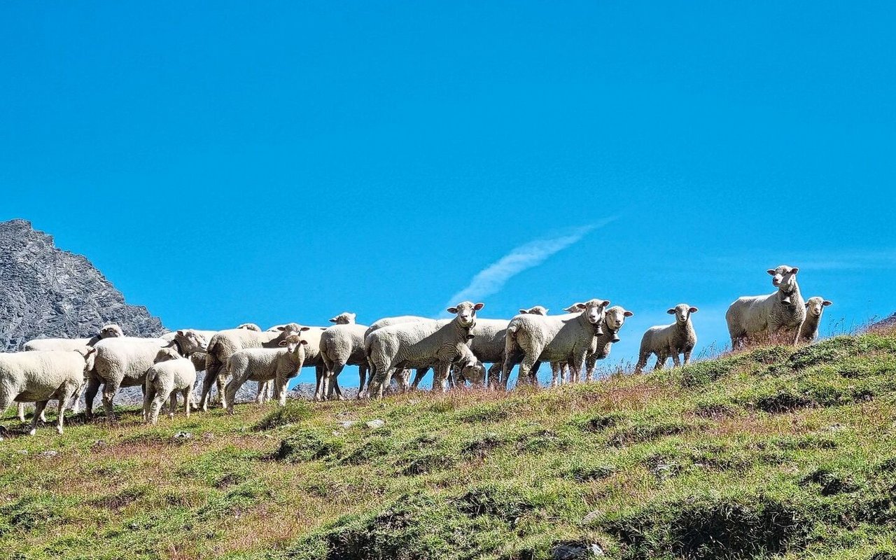 Während der Zeit auf der Alp wachsen die Schafe verzögert, im Talbetrieb mit der intensiven Fütterung kompensieren sie das Wachstum.
