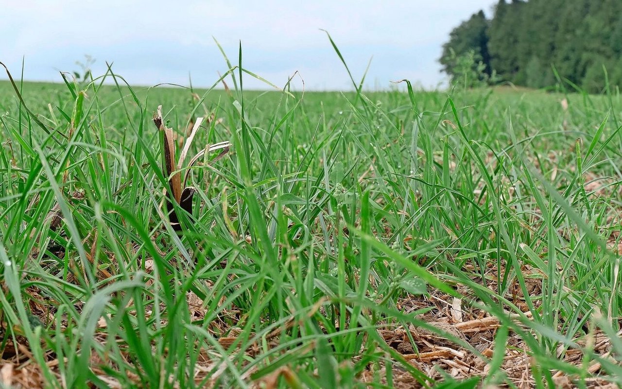 Auf der gestriegelten Fläche wirkt die Untersaat dichter und ordentlicher, doch auch hier fehlt der Klee komplett.