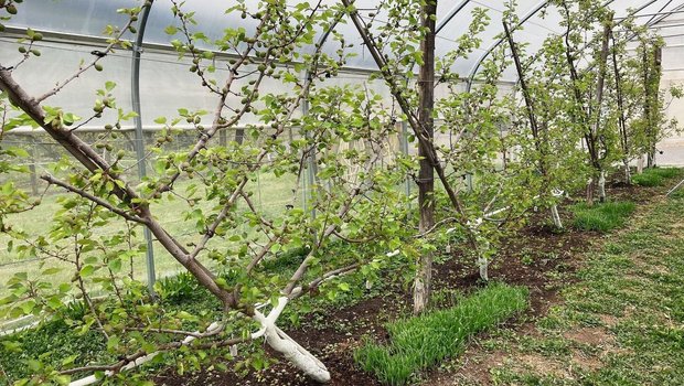 Auf Wirtspflanzen (z.B. Getreidearten) kann sich die Nützlingspopulation aufbauen. Diese schützen danach die Aprikosen.
