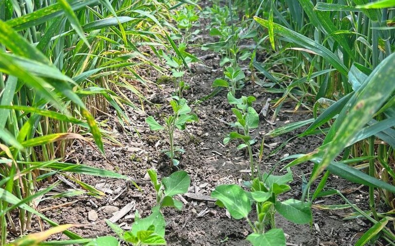 Die Sojapflanzen in Doppelreihen zwischen dem Weizen wachsen gut.