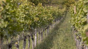 Blick in die Reihen eines Rebbergs.