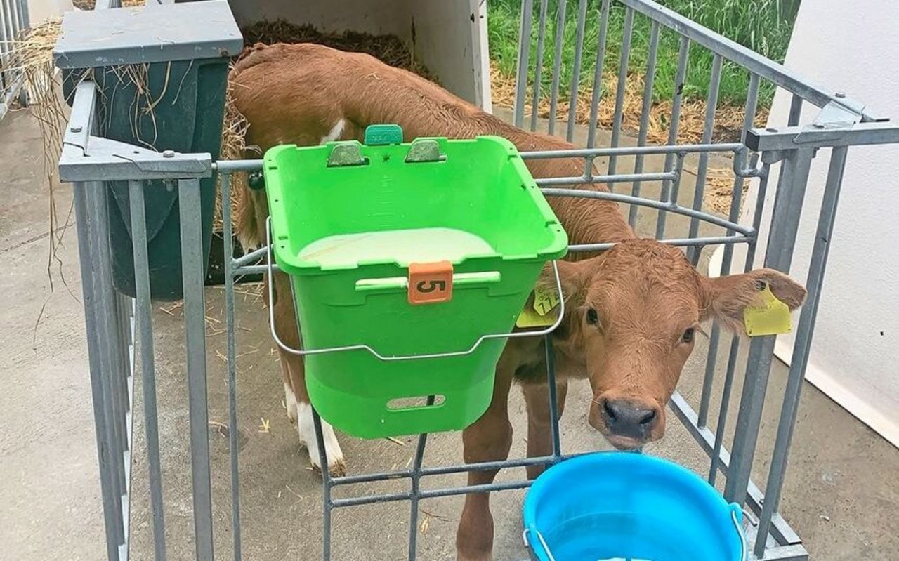 Ein Kalb steht im Einzeliglu.