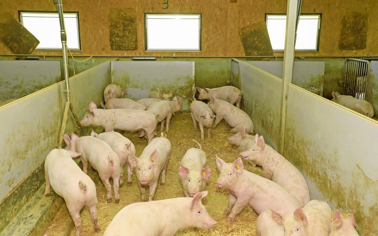 Wer seinen Mastbetrieb noch nicht auf stickstoffreduzierte Phasenfütterung umgestellt hat, sollte dies möglichst bald machen, um noch Beiträge zu erhalten.