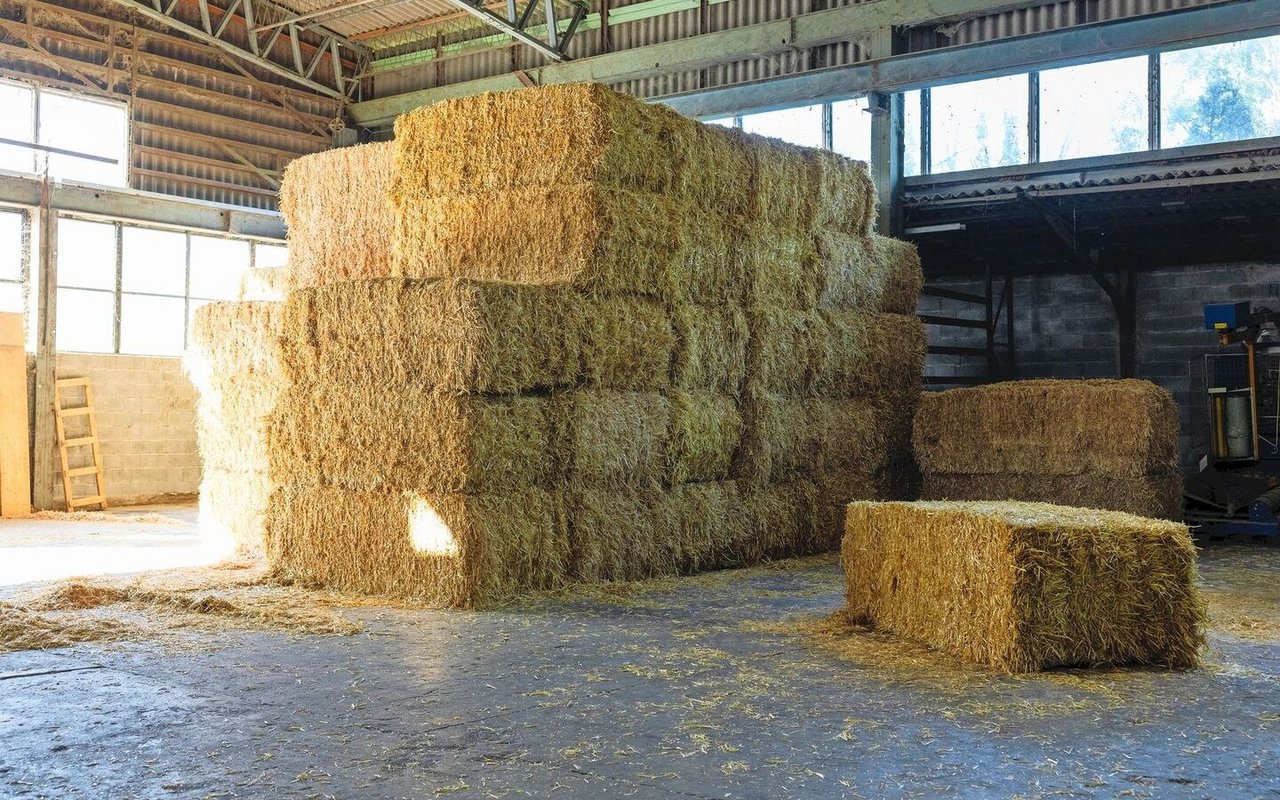 Das Lohnunternehmen Fiechter aus Kappelen BE kann Strohpellets auch stationär herstellen. Dazu braucht es gutes, sauberes Stroh, um qualitativ hochwertige Strukturpellets zu produzieren.