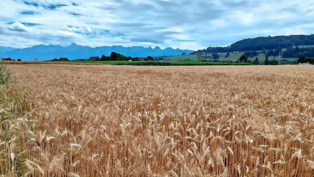 Ueli Zaugg verpachtet unter anderem diese Parzelle in Münsingen BE. 