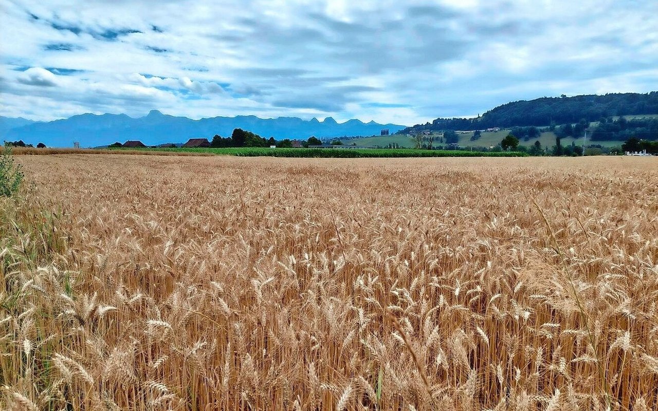 Ueli Zaugg verpachtet unter anderem diese Parzelle in Münsingen BE. 