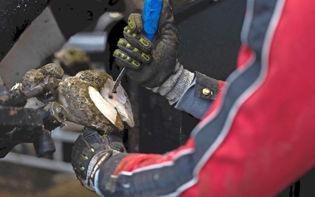 Die regelmässige Klauenpflege wirkt unter anderem Fehlbelastungen der Klaue entgegen.