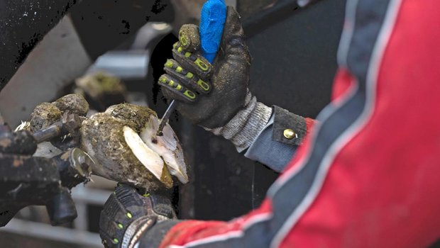 Die regelmässige Klauenpflege wirkt unter anderem Fehlbelastungen der Klaue entgegen.