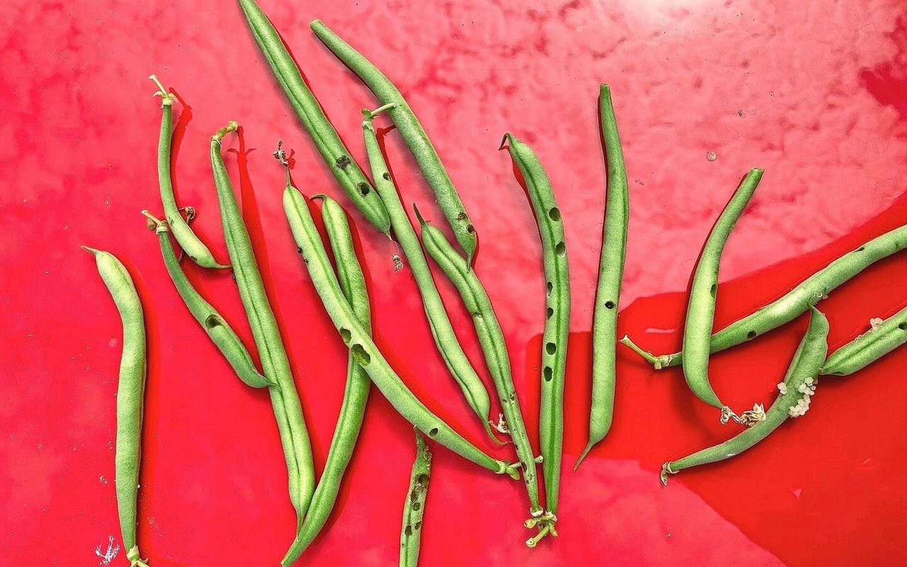 So sehen frische Frassschäden des Baumwollkapselwurms an Bohnen aus. 