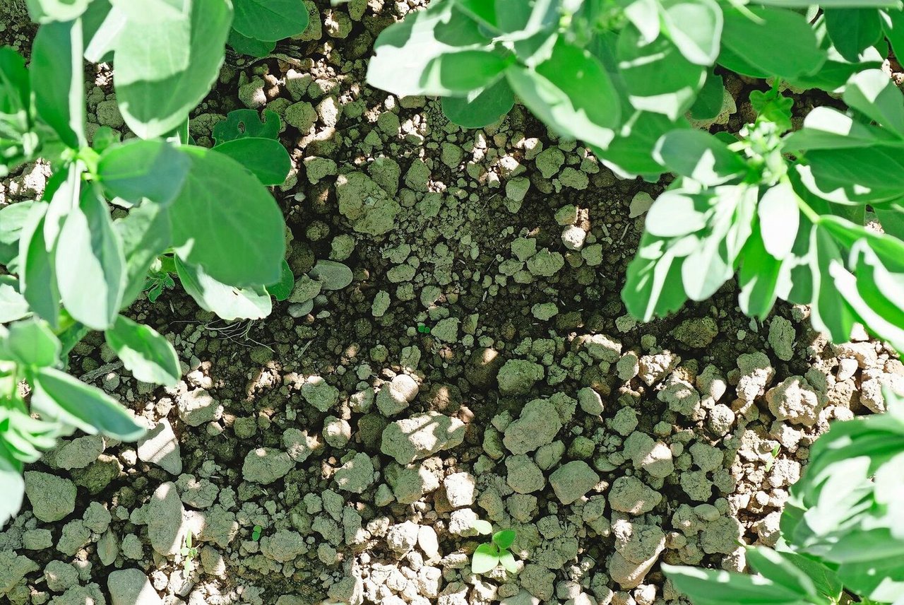 Mit 10 bis 13 kg/ha hat die Drohne Gras- und Kleesamen zwischen die Ackerbohnen gestreut. Wer findet sie?