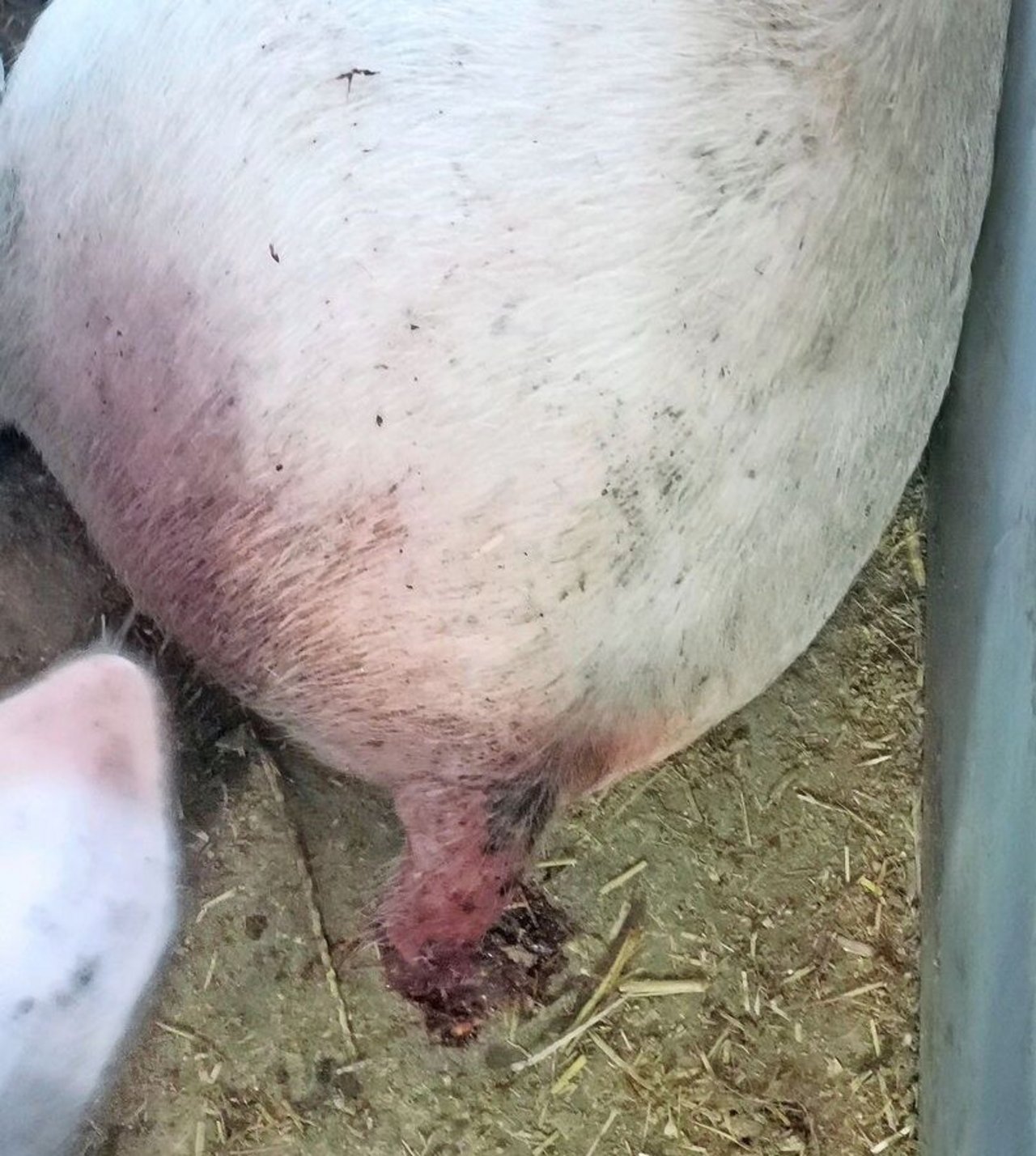 Schwanzverletzungen durch Beissereien sind noch immer ein Problem.